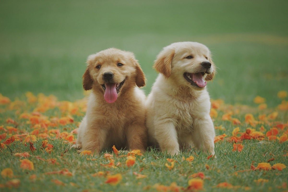 Antalya Köpek Maması ve Aksesuarları - Mama Miya Petshop